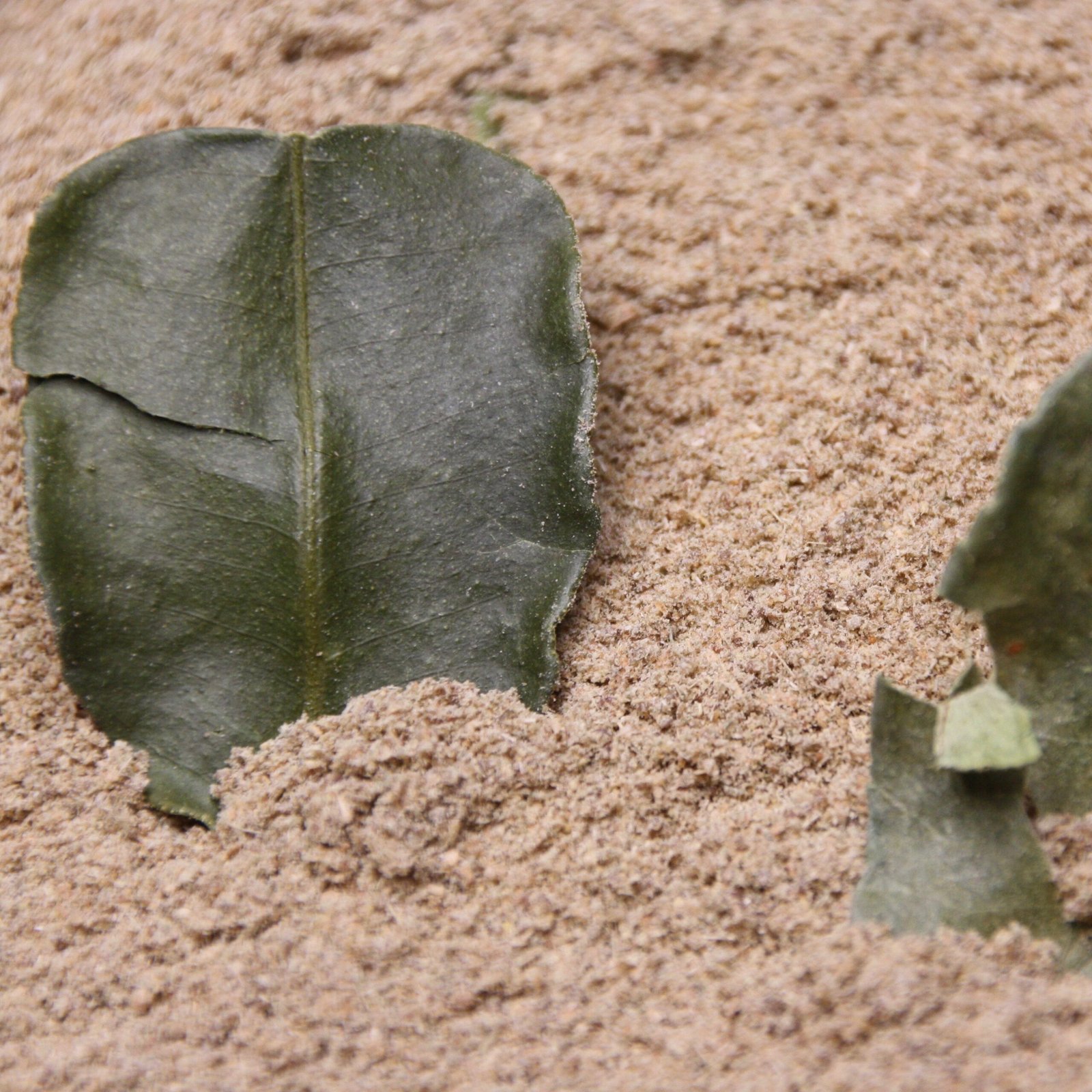 Curry Thaï Vert