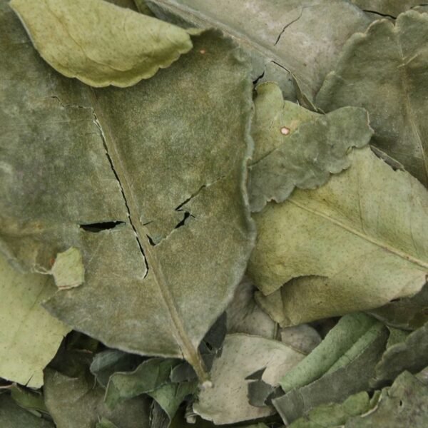 Feuille de Kaffir lime