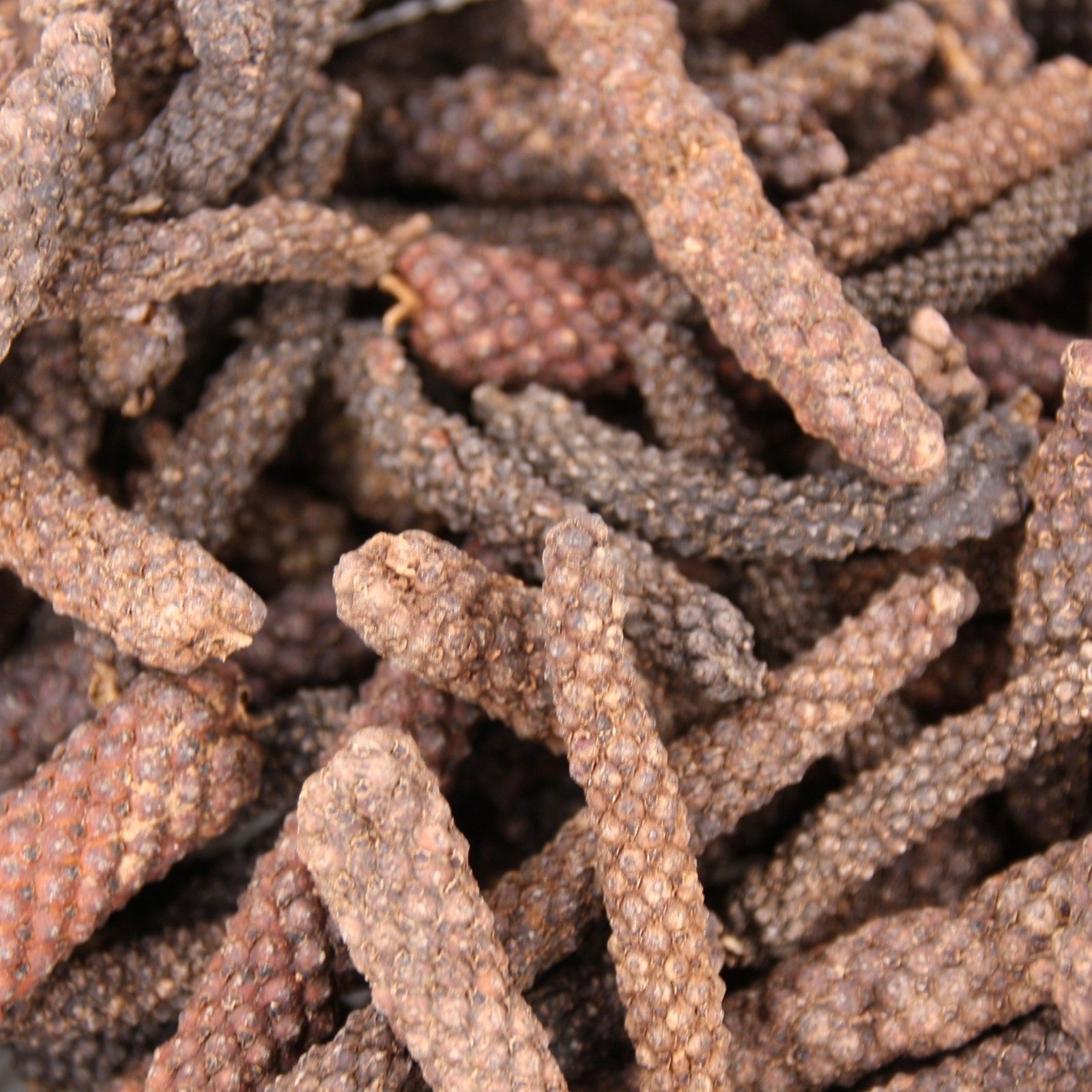 Poivre long de Java